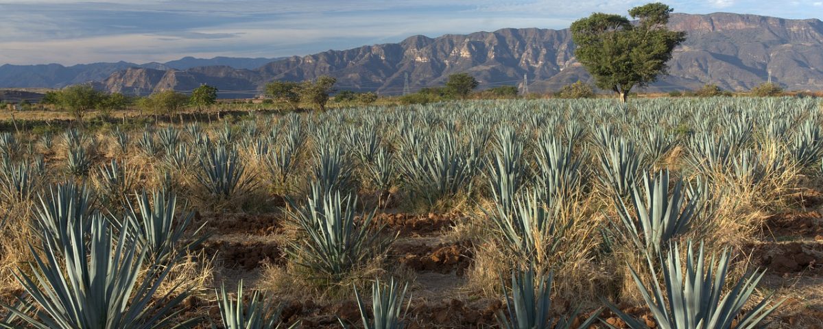 agave, blue agaves, agave tequilana-7560993.jpg